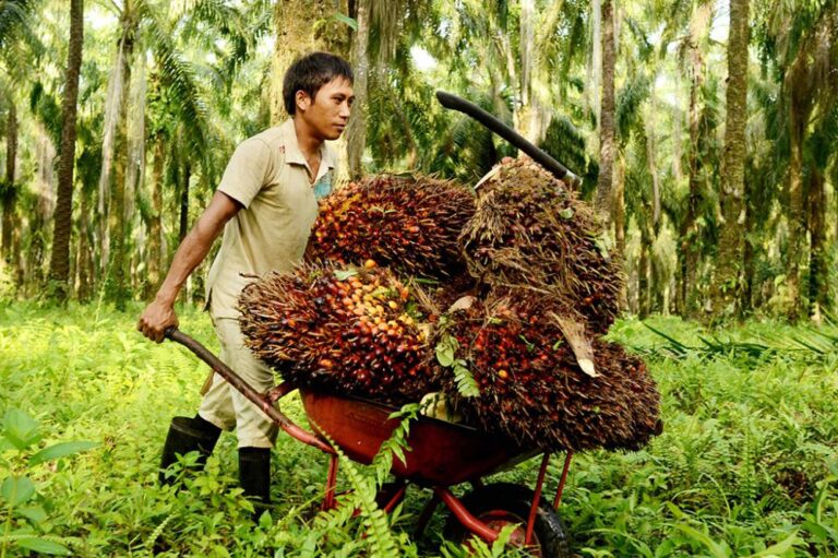 PETANI SAWIT