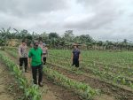 Polres Bintan terlihat meninjau perkebunan milik warga di Kecamatan Bintan Timur dalam mendukung program ketahanan pangan, Kamis 07 November 2024.