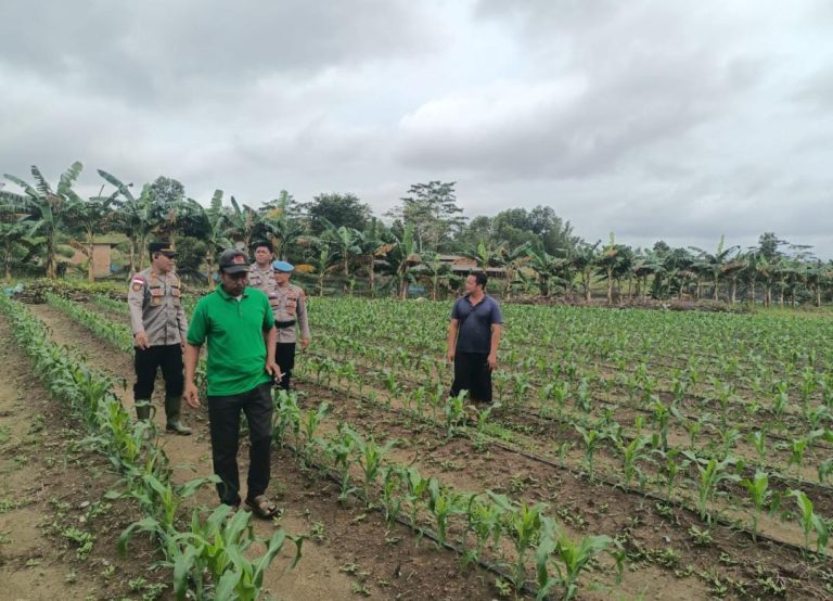 Polres Bintan terlihat meninjau perkebunan milik warga di Kecamatan Bintan Timur dalam mendukung program ketahanan pangan, Kamis 07 November 2024.